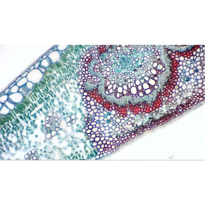 Bresser Mikroskopkamera MikroCam SP, Full HD Okularkamera, Inkl. Software â Bild 2