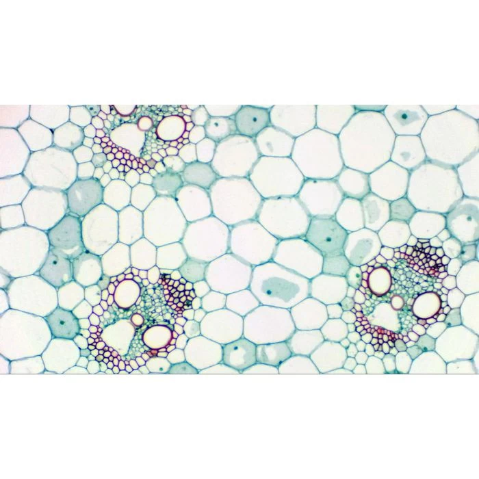 Bresser Mikroskopkamera MikroCam SP, Full HD Okularkamera, Inkl. Software â Bild 3